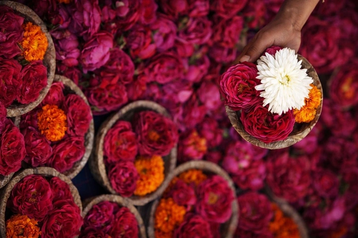 Fresh Flowers