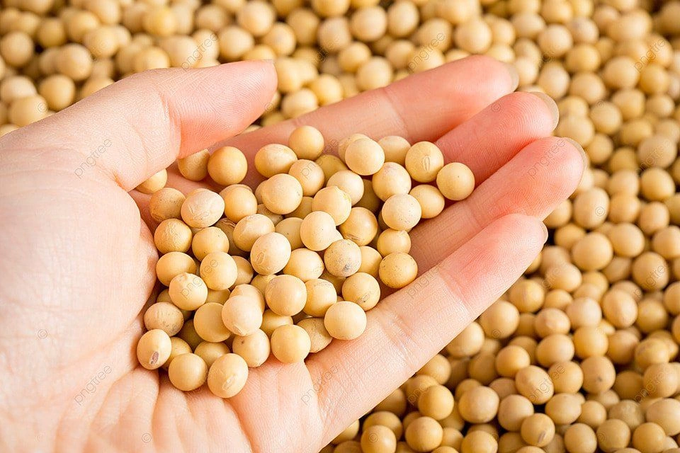 Soya Beans