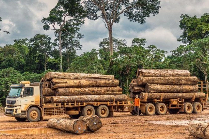 Timber & Wood Products