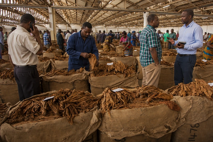 Tobacco