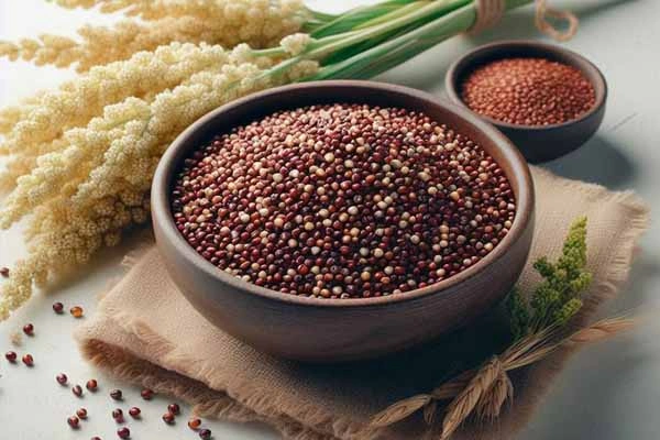 Finger Millet (Ragi)